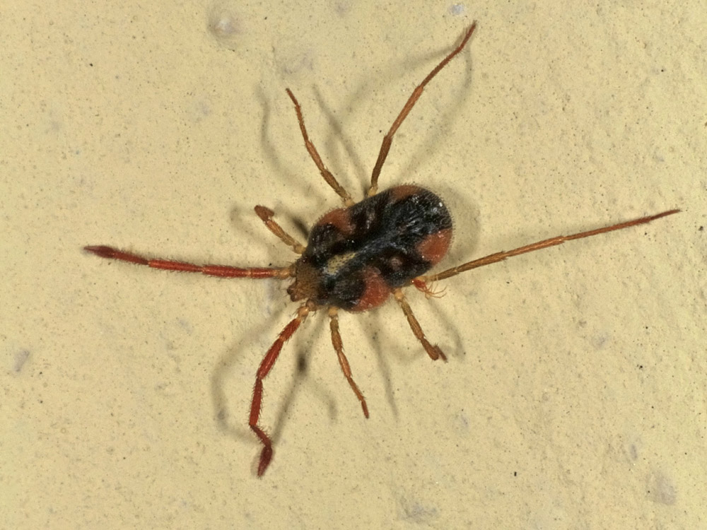Erythraeidae: cfr Erythraeus sp. - Borrello (CH)